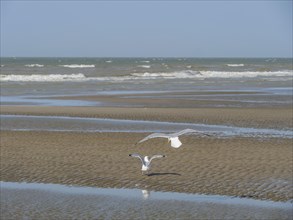 Two seagulls flying over the sandy beach towards the sea under a blue sky, squabbling seagulls on a