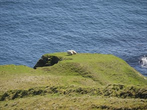 Hills with grazing sheep overlook the vast blue ocean, green meadows on a deep blue sea and a rocky