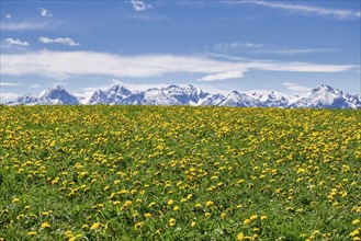 Dandelion meadow, Allgaeu Alps, snow, Ostallgaeu, near Buching, Allgaeu, Bavaria, Germany, Europe