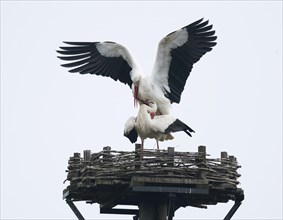 White storks (Ciconia ciconia), copula, mating, Germany, Europe