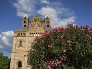 Historic church with towers, a large rose bush blooming in the foreground under a blue sky,
