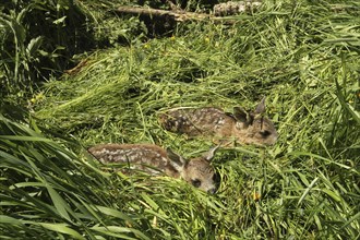 European roe deer (Capreolus capreolus) fawn rescue, fawns rescued from the meadow to be mowed,
