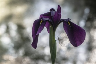 Bristle-pointed iris (Iris setosa) and extensor spider (Tetragnatha extensa), Emsland, Lower