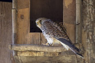 Common kestrel (Falco tinnunculus) male sitting in front of the entrance to the breeding box,