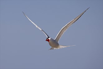 Screeching Arctic Arctic Tern (Sterna paradisaea) in flight, Schleswig-Holstein Wadden Sea National
