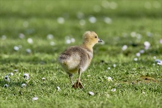 Side view of a standing grey goose chick in a meadow