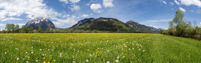 Flower meadow, behind the Grimming, panoramic view, near Irdning, Styria, Austria, Europe
