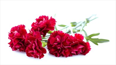 Red carnations lying down with stems and greenery on a white background in a horizontal layout, AI