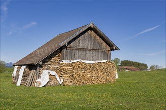 Wooden hut near Fuessen, woodpile, Allgaeu Alps, snow, meadow, Allgaeu, Bavaria, Germany, Europe