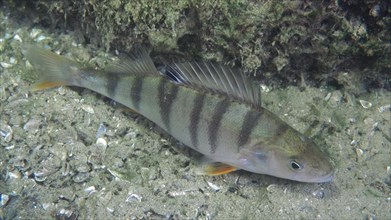 A striped fish, river european perch (Perca fluviatilis), hiding under a rocky outcrop. Dive site