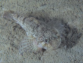 A well-camouflaged fish, european bullhead (Cottus Gobio), lies on a sandy substrate at the bottom