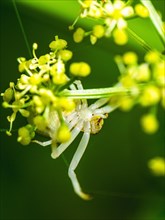 Flower Crab Spider, Misumena, spider on white folwers