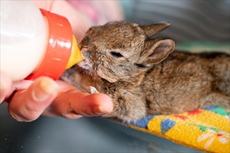 European hare (Lepus europaeus), practical animal welfare, young animal receives milk by bottle in