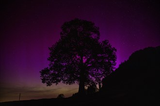 Silhouette of lime tree in front of aurora borealis, northern lights due to solar storm,