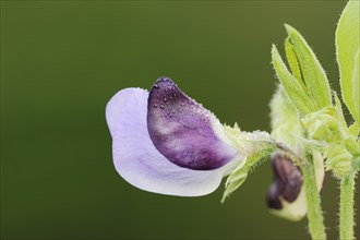 Sweet pea (Lathyrus odoratus), flower, ornamental plant, North Rhine-Westphalia, Germany, Europe