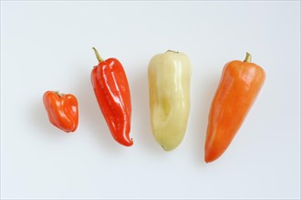 Paprika (Capsicum annuum) on a white background, pepper, sweet pepper