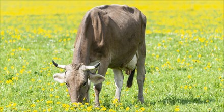 Allgaeu Brown Swiss cattle (Bos primigenius taurus), Allgaeu, Bavaria, Germany, Europe