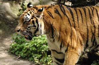 Siberian tigers (Panthera tigris altaica) Nuremberg Zoo, Am Tiergarten 30, Nuremberg, Middle