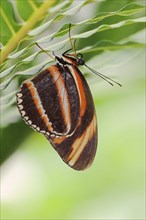 Butterfly 'Banded Orange Heliconian' (Dryadula phaetusa), captive, occurring in Central and South