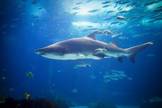 Sand tiger shark Carcharias taurus, gray nurse shark, spotted ragged-tooth shark with school of