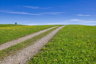 Stony field path through a spring meadow, Blue sky, Cloudy, Allgaeu, Bavaria, Germany, Europe