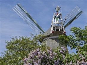 Historic windmill with green leaves and blooming spring flowers in the foreground against a blue