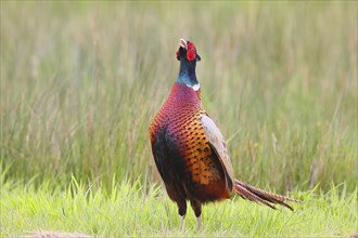 Pheasant, hunting pheasant (Phasianus colchicus), adult male bird calling in a meadow, Lembruch,