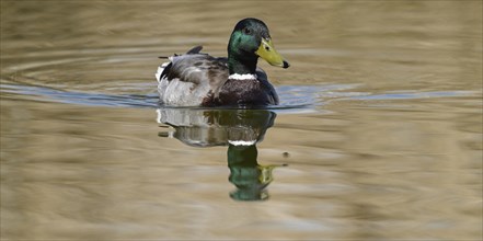 Mallard (Anas platyrhynchos), male swimming on a pond, Thuringia, Germany, Europe