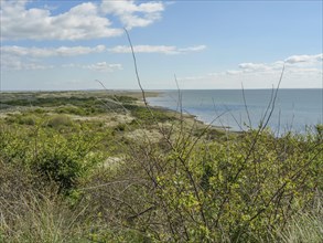 View of a coastline with flowering bushes and the sea on the horizon under a clear blue sky, dune