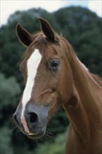 Arabian, Horse, Portrait
