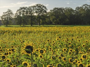 A wide field of sunflowers stretches to a row of trees in the background, blooming yellow