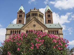 A rose bush blooming in front of a historic church with towers under a blue sky, blooming bush in