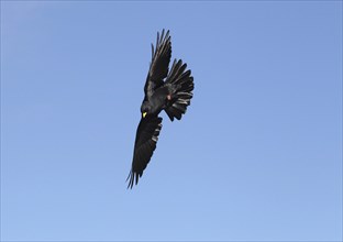 Alpine chough (Pyrrhocorax graculus) flying in the blue sky, St. Gallen, Switzerland, Europe