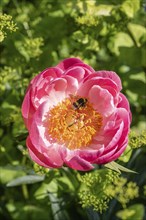 Large earth bumblebee (Bombus terrestris) in peony flower, Emsland, Lower Saxony, Germany, Europe