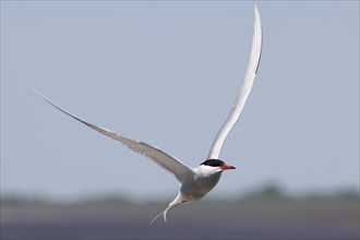 Common Tern (Sterna hirundo) in flight, Schleswig-Holstein Wadden Sea National Park, UNESCO World