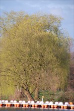 Green willow tree overlooking the lake with a pier, surrounded by nature and spring landscape,