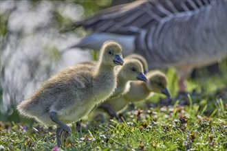 Two goslings explore a meadow with blooming flowers in the background