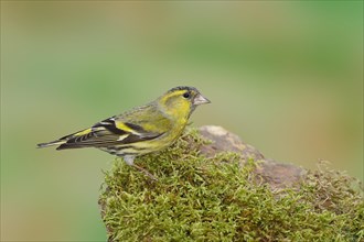 Eurasian siskin (Carduelis spinus), male sitting on a moss-covered stone, Wilnsdorf, North