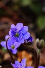 Liverwort (Hepatica nobilis), blue flowers in a forest, North Rhine-Westphalia, Germany, Europe