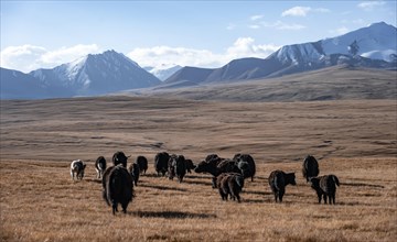 Glaciated and snow-covered mountains, herd of yaks grazing on the plateau in autumnal mountain