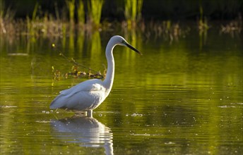 Great egret (Ardea alba), water, Lower Austria