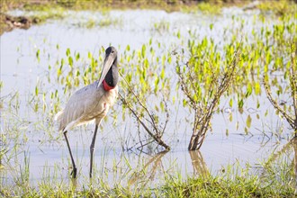 Jabiru (Jabiru mycteria) Pantanal Brazil