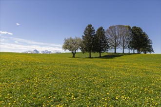 Dandelion meadow with trees near Fuessen, Allgaeu, Ostallgaeu, Bavaria, Germany, Europe