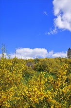 An area of forest destroyed by the bark beetle (Ips typographus) is overgrown by broom (Genista),