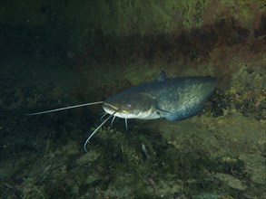 A catfish (Silurus glanis) swims near the bottom of a dark body of water. Dive site Zollbruecke,