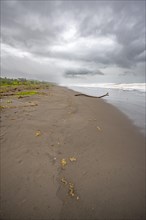 Beach, coast with rainforest, Tortuguero National Park, Costa Rica, Central America