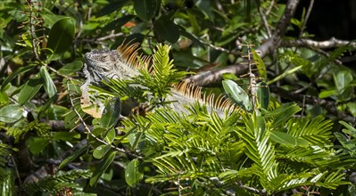 Green iguana (Iguana iguana) sitting on a branch between leaves, Tortuguero National Park, Costa
