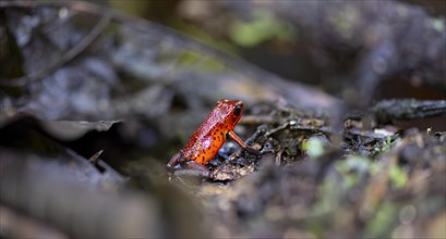 Strawberry poison-dart frog (Dendrobates pumilio), Tortuguero National Park, Costa Rica, Central