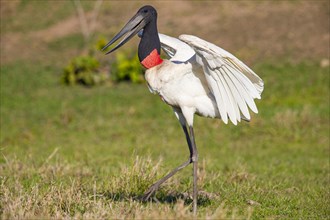 Jabiru (Jabiru mycteria) Pantanal Brazil