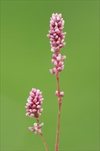 Flea knotweed or peach-leaved knotweed (Persicaria maculosa, Polygonum persicaria), false ear with